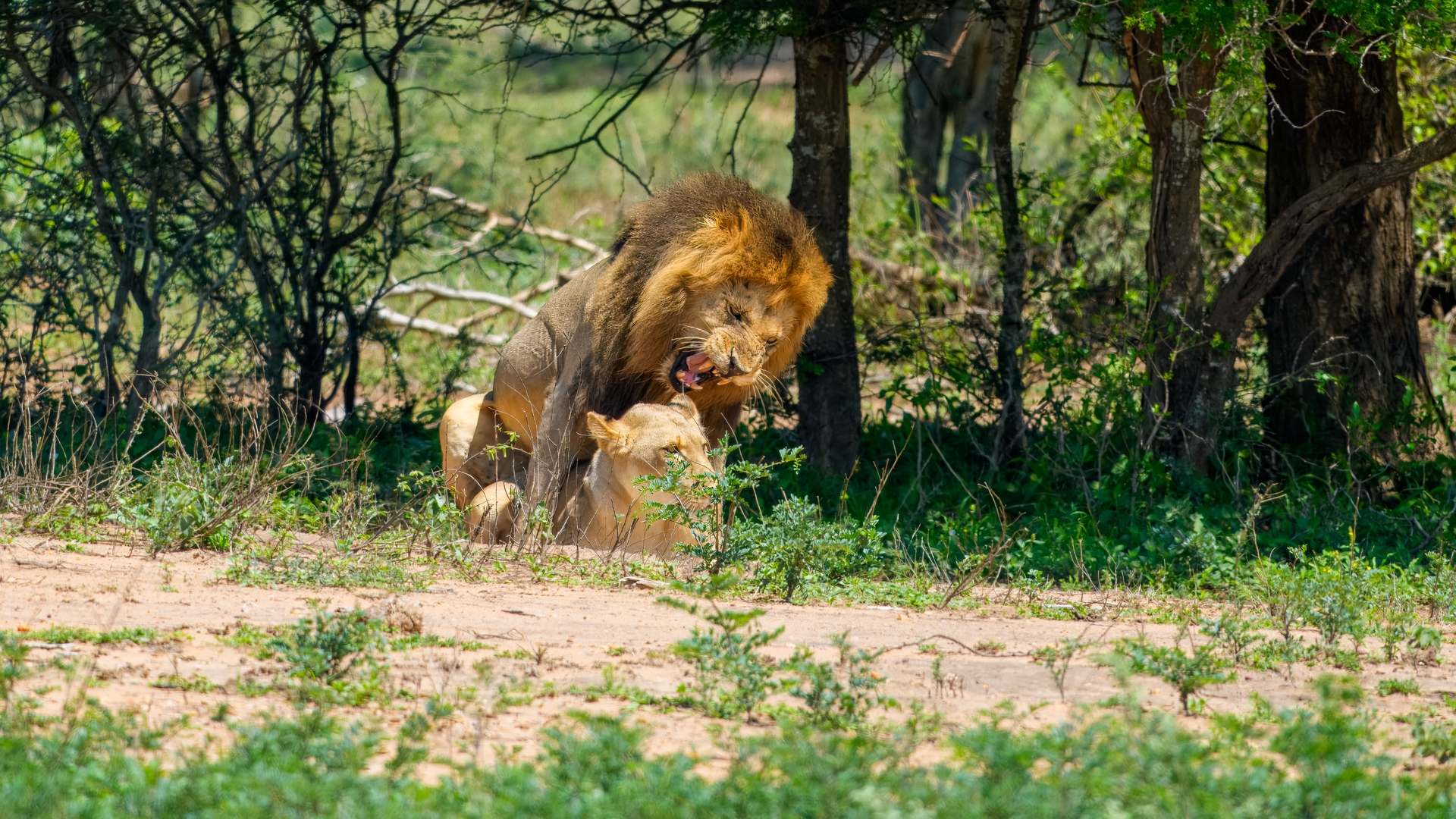 Kruger25 2025 11 01 09 54 45 ILCE 1M2 167